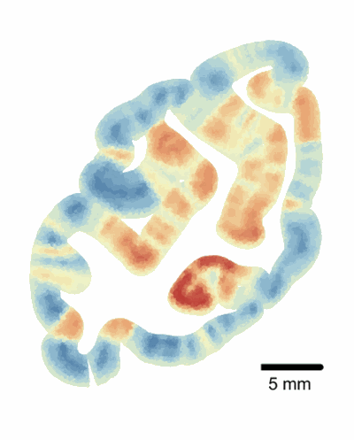 Nature Communications 2026 cover for gyrus-sulcus specialization in the primate brain