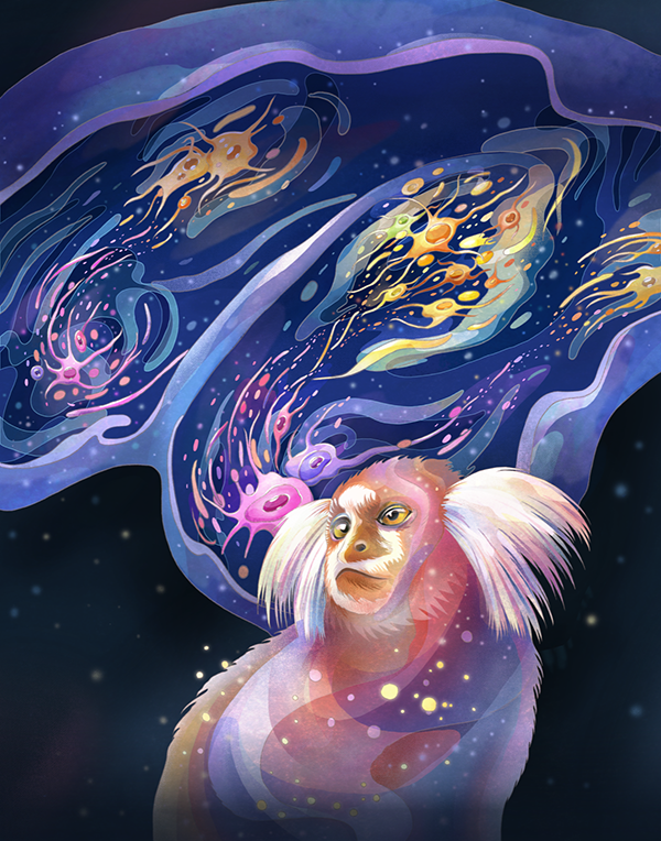 Science 2026 cover art for An opposing molecular gradient axis underlies primate cortical organization